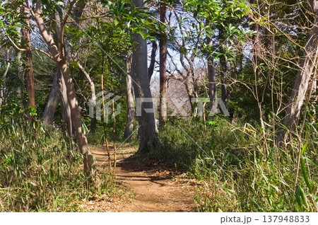 千葉県市川市堀之内貝塚公園周辺2026年3月 137948833