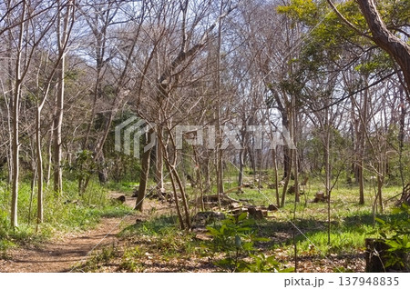 千葉県市川市堀之内貝塚公園周辺2026年3月 千葉県市川市堀之内貝塚公園周辺2026年3月 137948835