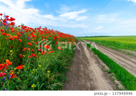 Poppy blossoms sway gently in the open field adding vibrant red splashes to the peaceful rural landscape in Ukraine Poppy blossoms sway gently in the open field adding vibrant red splashes to the peaceful rural landscape in Ukraine 137948946