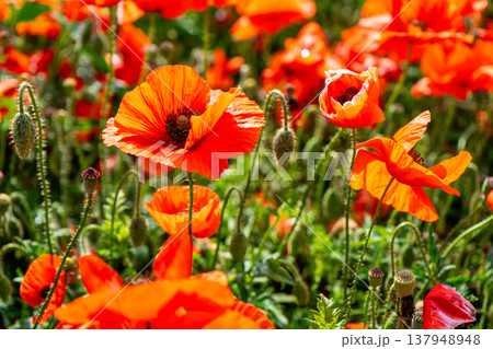 Poppy blossoms sway gently in the open field adding vibrant red splashes to the peaceful rural landscape in Ukraine 137948948