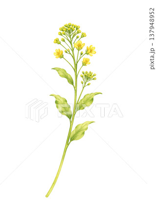 黄色い花 つぼみ付き 自然 あしらい 水彩イラスト素材 137948952