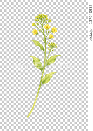 黄色い花 つぼみ付き 自然 あしらい 水彩イラスト素材 137948952