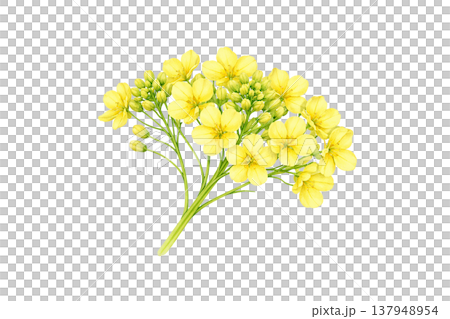 黃色花朵，小花系列，自然，裝飾，水彩插畫素材 137948954
