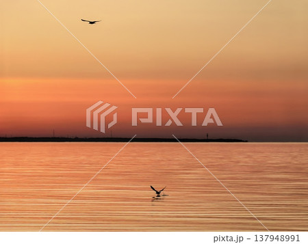 Orange sunset over the sea, silhouettes of seagulls in flight 137948991