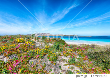 Remarkable blooming flowers on Famous La Pelosa beach with Torre della Pelosa. Remarkable blooming flowers on Famous La Pelosa beach with Torre della Pelosa. 137949038