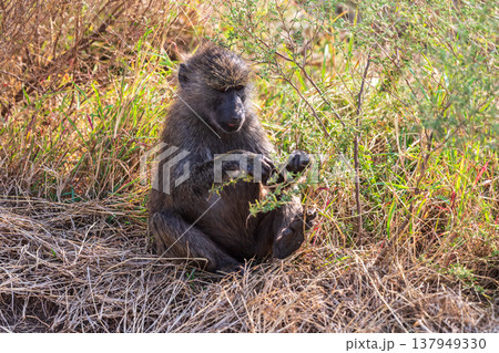 Baboon sitting on the ground in the Serengeti 137949330