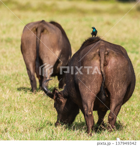 Buffalos in Lake Nakuru National park 137949342