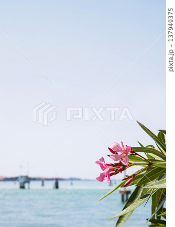 A closeup of green branch with pink oleander flowers and serene Adriatic sea in Murano, Italy in the blurred background. Soft focus 137949375