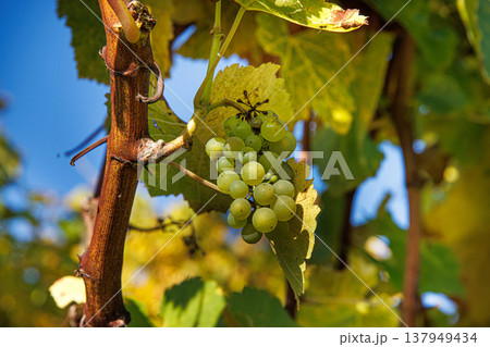 Sunlit cluster of ripe green grapes on vine. Bunch of grapes on a sunny autumn day. Selective focus Sunlit cluster of ripe green grapes on vine. Bunch of grapes on a sunny autumn day. Selective focus 137949434
