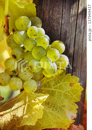 Sunlit cluster of ripe green vine grapes  during autumn harvest season. Bunch of grapes and grapevine supported by a wooden post on golden hour. Selective focus 137949437