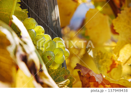 Sunlit cluster of ripe green vine grapes  during autumn harvest season. Bunch of grapes and grapevine supported by a wooden post on golden hour. Selective focus 137949438