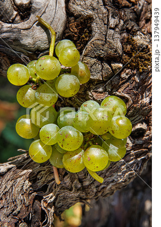 Sunlit cluster of ripe green vine grapes during autumn harvest season. Bunch of grapes on a grapevine trunk on golden hour. Selective focus Sunlit cluster of ripe green vine grapes during autumn harvest season. Bunch of grapes on a grapevine trunk on golden hour. Selective focus 137949439