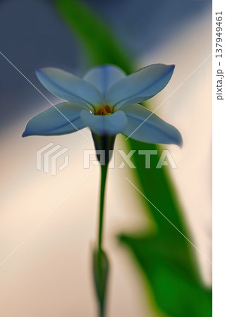 白いハナニラの花 137949461