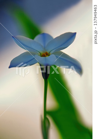 白いハナニラの花 137949463