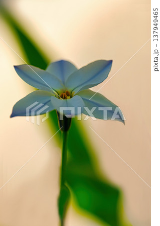 青いハナニラの花 青いハナニラの花 137949465