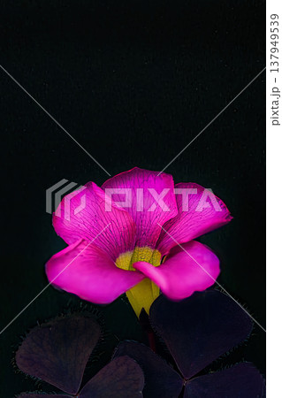 黒い背景に浮き立つピンクのオキザリスの花 137949539