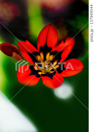 赤いスパラキシスの花 137949544