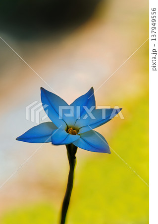 青いハナニラの花 137949556