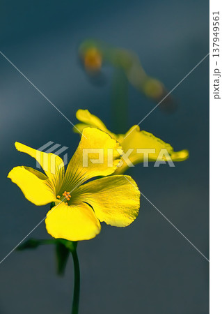 黄色いオオキバナカタバミの￥ 137949561
