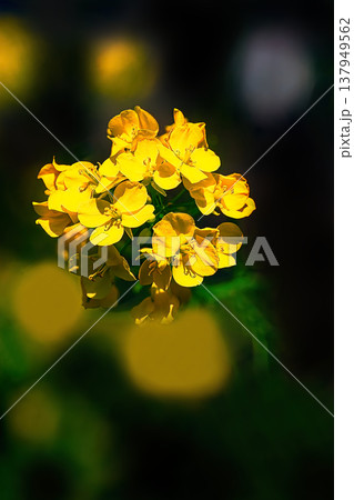 春の光に輝く菜の花 137949562
