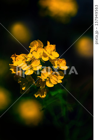 黄色い菜の花 137949563