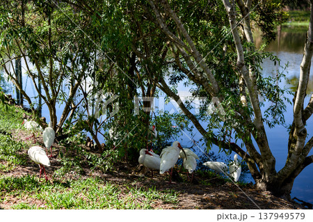 White ibises resting under trees by pond in tropical park White ibises resting under trees by pond in tropical park 137949579