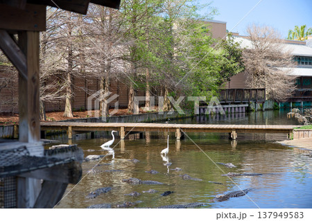 Pond with wading birds and alligators in tropical park landscape 137949583