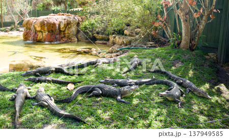 Group of American alligators resting on grass near pond in tropical habitat Group of American alligators resting on grass near pond in tropical habitat 137949585