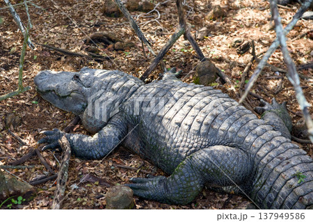 American alligator resting on dry forest ground in natural habitat American alligator resting on dry forest ground in natural habitat 137949586