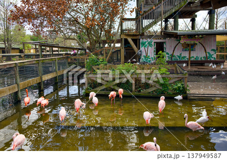 Flamingos in shallow pond at tropical bird enclosure Flamingos in shallow pond at tropical bird enclosure 137949587