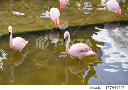Pink flamingos standing in shallow water with reflections Pink flamingos standing in shallow water with reflections 137949605