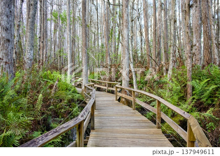 Curving wooden boardwalk through swamp forest in natural wetland Curving wooden boardwalk through swamp forest in natural wetland 137949611