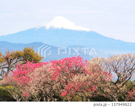 静岡県　紅白梅と富士　2月 137949822