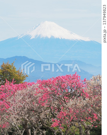 静岡県 紅白梅と富士 2月 静岡県 紅白梅と富士 2月 137949823