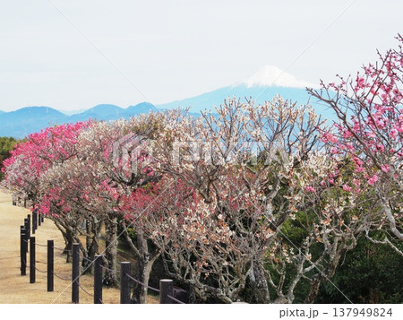 静岡県　紅白梅と富士　2月 137949824