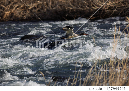 急流の上を飛翔するカワウ 137949941