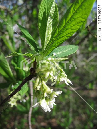Flowering Osoberry In Early Spring Flowering Osoberry In Early Spring 137949958