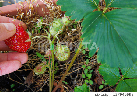 A closeup of a hand gently picking a ripe red strawberry from a small plant growing in a balcony container garden. A closeup of a hand gently picking a ripe red strawberry from a small plant growing in a balcony container garden. 137949995