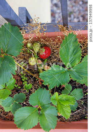 Top view of a potted strawberry plant showing large green leaves and ripening fruit in a small urban garden. Top view of a potted strawberry plant showing large green leaves and ripening fruit in a small urban garden. 137949998
