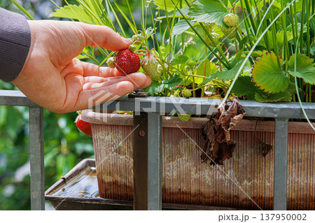 Hand of a girl harvesting strawberry in balcony garden, growing in a brown plastic planter, picking single ripe strawberry from the plant. Hand of a girl harvesting strawberry in balcony garden, growing in a brown plastic planter, picking single ripe strawberry from the plant. 137950002