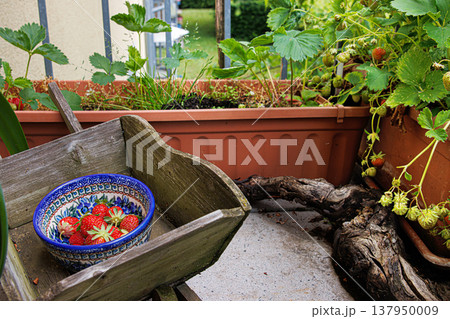 Freshly picked ripe strawberries in a colorful ceramic bowl placed on a rustic wooden container in a small balcony garden with potted strawberry plants Freshly picked ripe strawberries in a colorful ceramic bowl placed on a rustic wooden container in a small balcony garden with potted strawberry plants 137950009