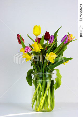 Colorful spring tulips and daffodils arranged in a transparent glass vase against a neutral background. 137950024