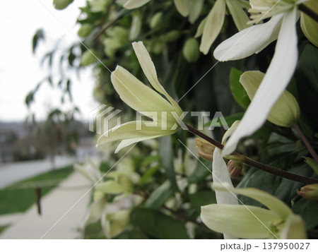 Clematis Armandii Vines In An Urban Setting 137950027