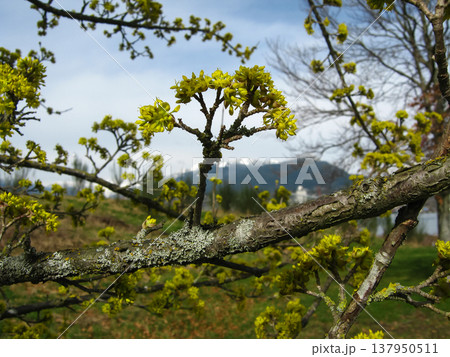 Cornelian Dogwood Blossoming In Early Spring Cornelian Dogwood Blossoming In Early Spring 137950511
