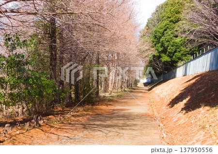 千葉県柏市柏の葉公園周辺2026年3月 137950556