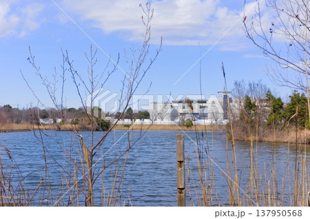 千葉県柏市柏の葉公園周辺2026年3月 137950568