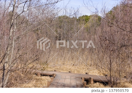 千葉県柏市柏の葉公園周辺2026年3月 137950570