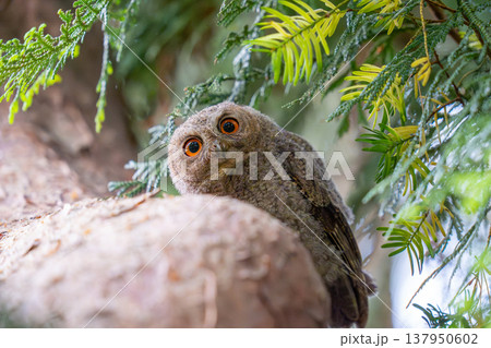 あたりの様子を伺っている巣立ち間もないオオコノハズクの雛 137950602