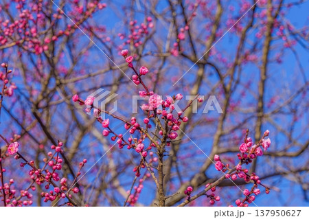 晴天の青空を背景に咲き始めたピンクの梅の花 137950627
