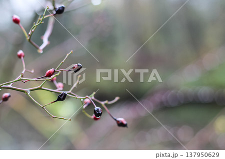 Multiflora Rose Hips And Raindrops Multiflora Rose Hips And Raindrops 137950629